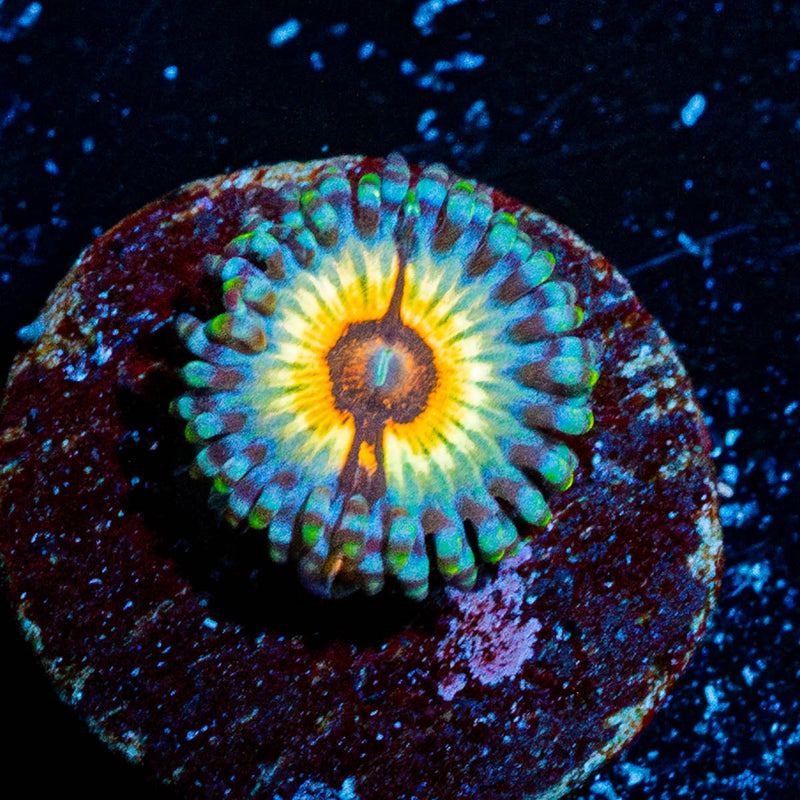 Desert Stoms Zoanthid
