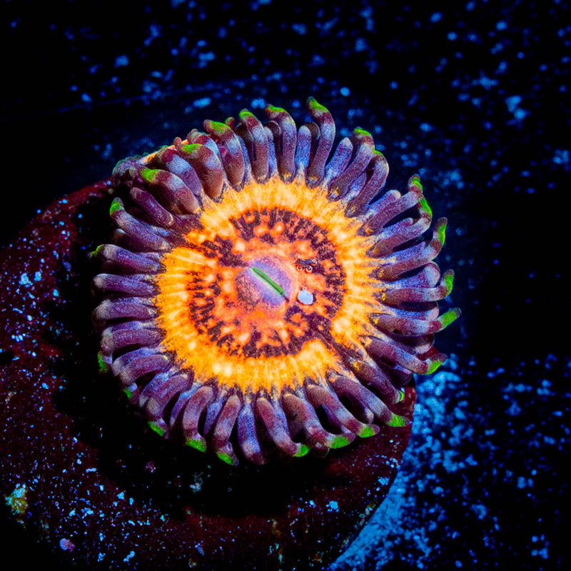 Valkyries Zoanthid