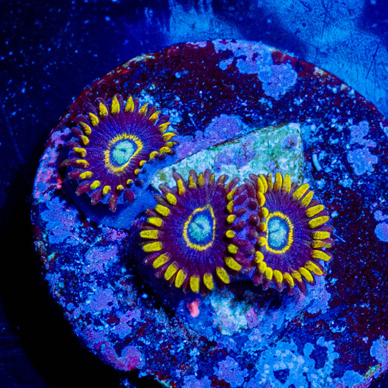 Blue Hornets Zoanthid