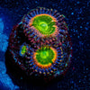Funny D's Zoanthid 