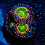 Funny D's Zoanthid 