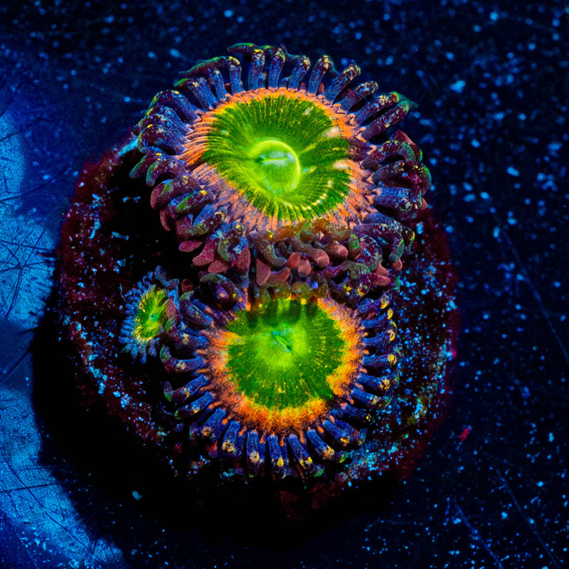 Funny D's Zoanthid