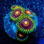 Jawbreaker Hornets Zoanthids