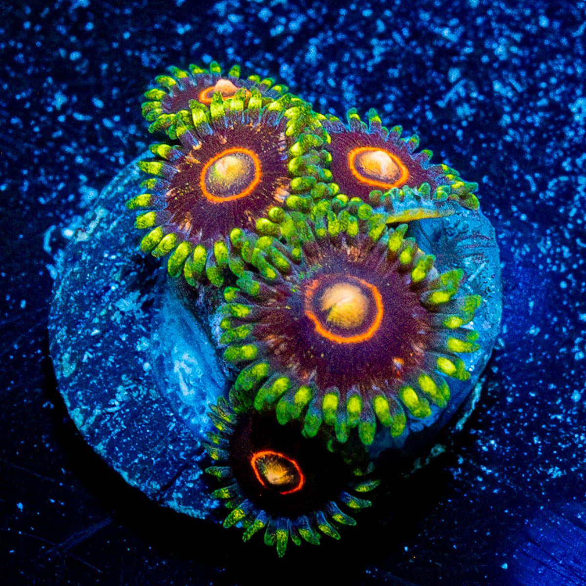 Jawbreaker Hornets Zoanthids