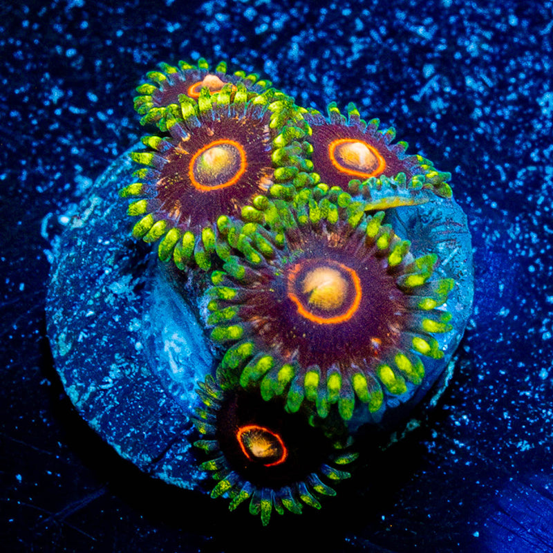 Jawbreaker Hornets Zoanthids
