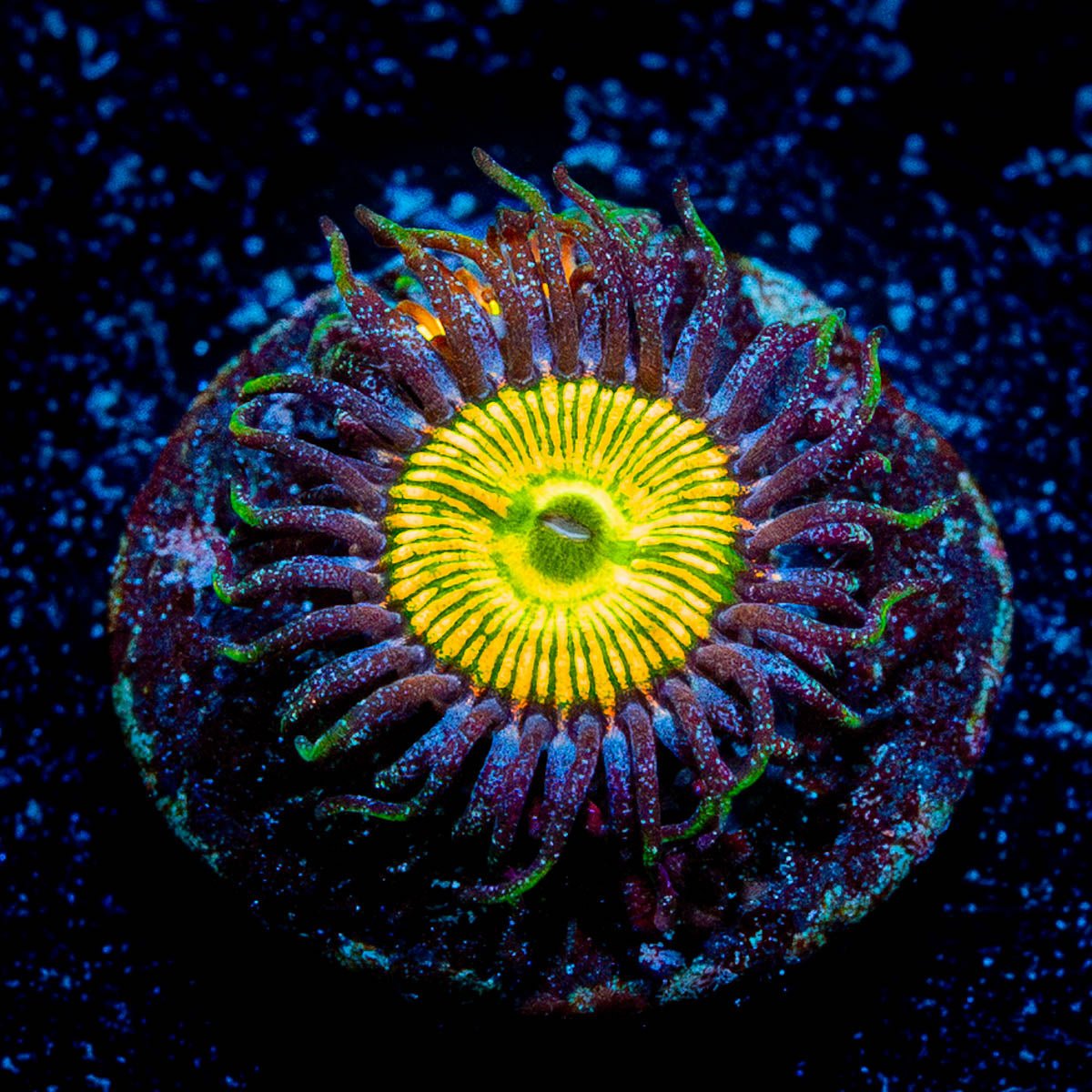 Sunny D's Zoanthid 