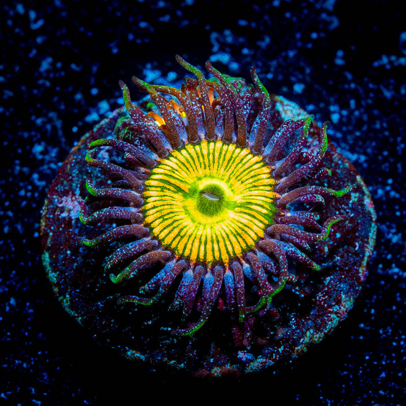 Sunny D's Zoanthid