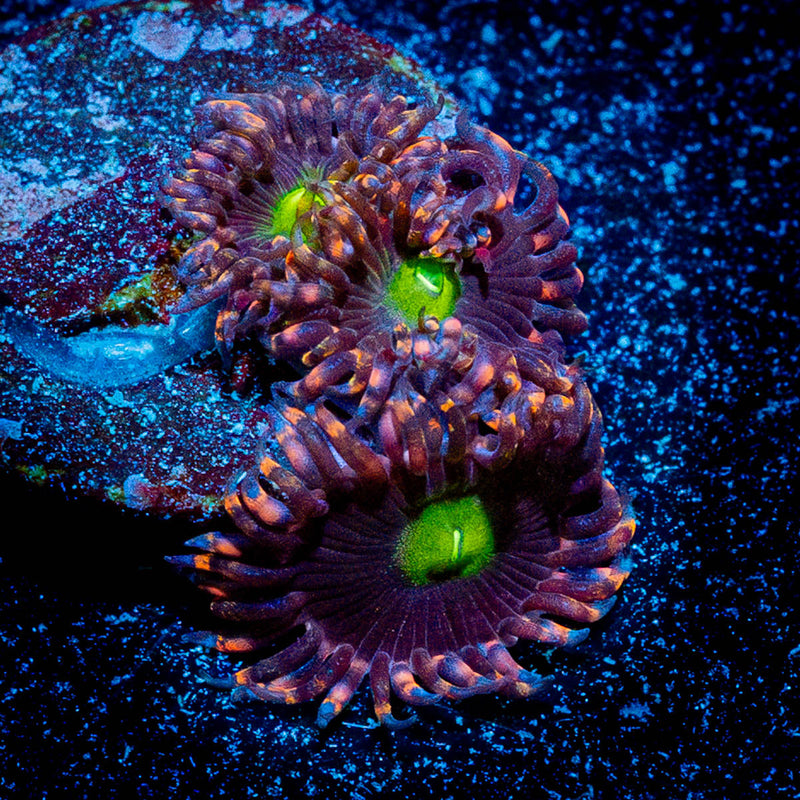 Bombshells Zoanthid