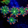 ACR FireWork Clove Polyps 