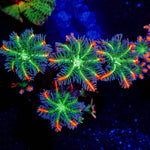 ACR FireWork Clove Polyps 