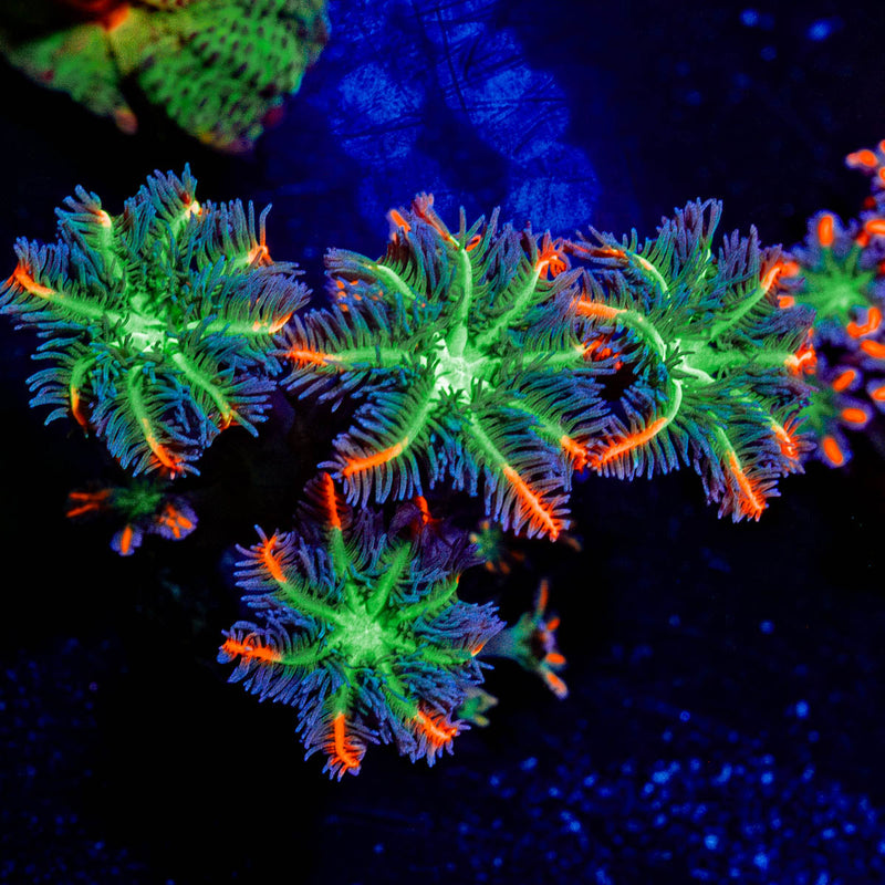 ACR FireWork Clove Polyps