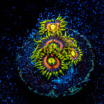 Kamikaze Zoanthid 