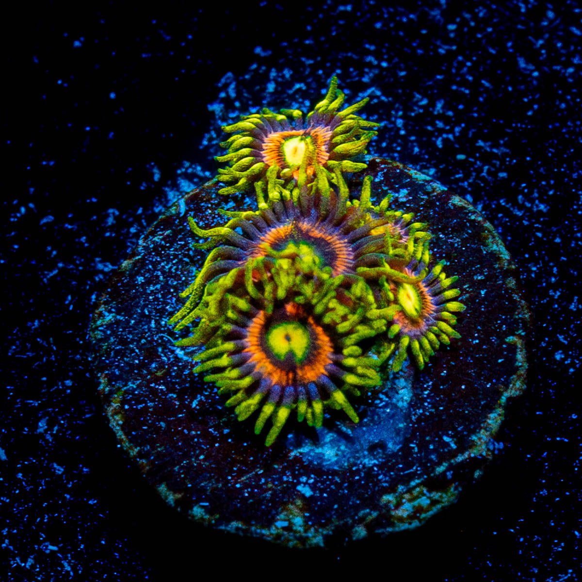 Kamikaze Zoanthid 