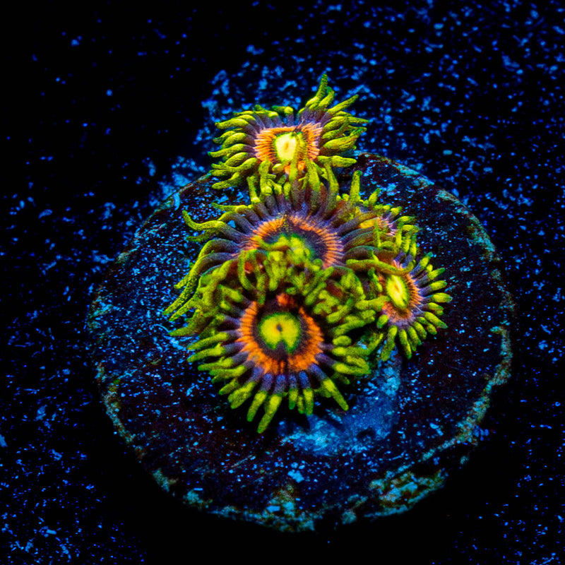 Kamikaze Zoanthid