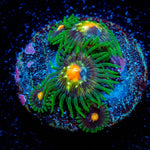 Daisy Cutters Zoanthid 