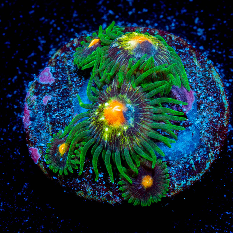 Daisy Cutters Zoanthid