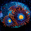 Stitches Zoanthid 
