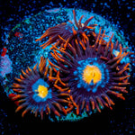 Stitches Zoanthid 