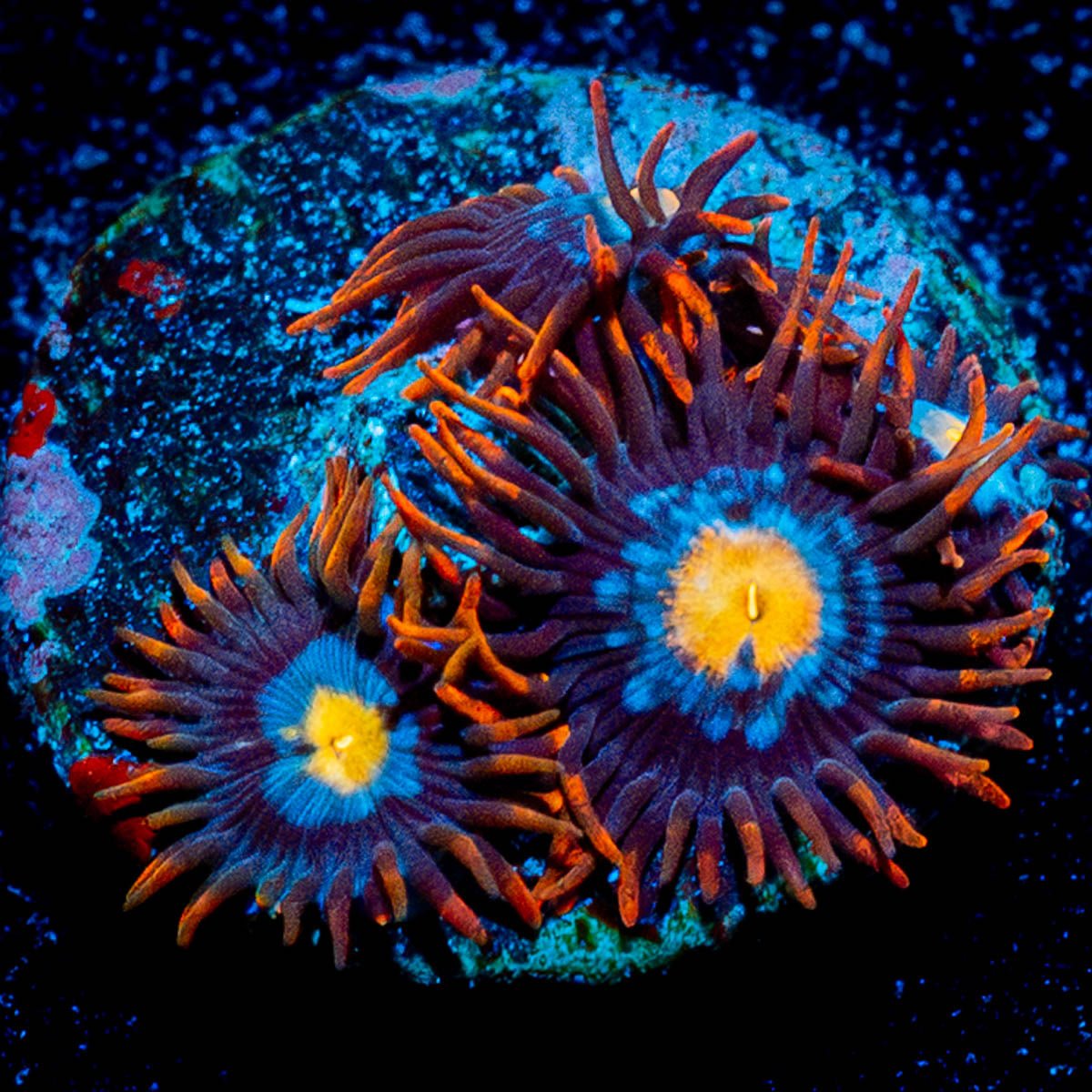 Stitches Zoanthid 