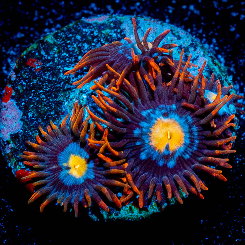 Stitches Zoanthid