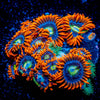 Fire and Ice Zoanthid 