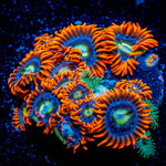 Fire and Ice Zoanthid 