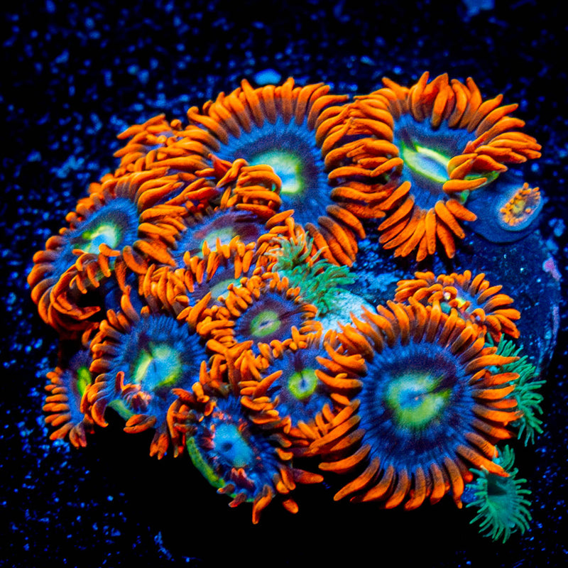Fire and Ice Zoanthid