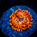 Utter Chaos Zoanthid 