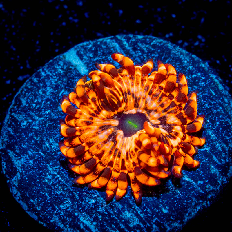 Utter Chaos Zoanthid