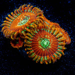 Dark Magicians Zoanthid 