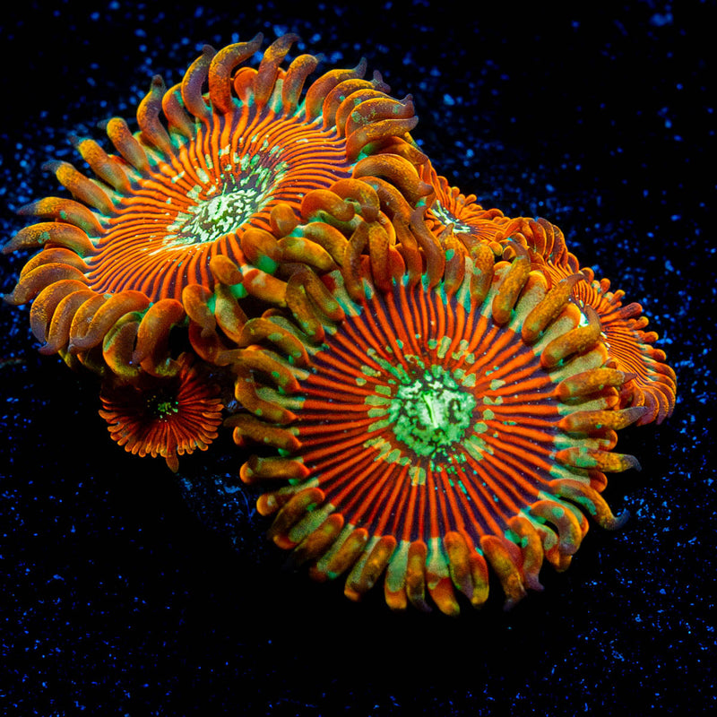Dark Magicians Zoanthid