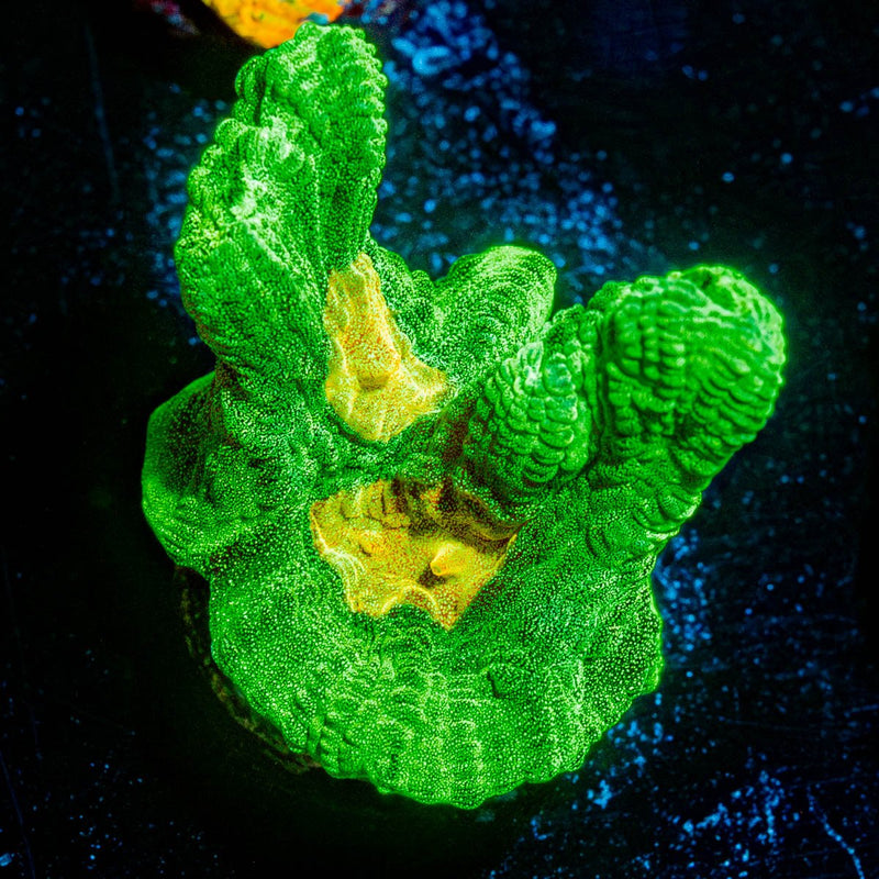 Space Invader Pectinia chalice
