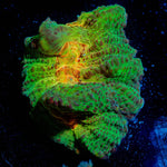 Rainbow Pectinia - riptide aquaculture llc