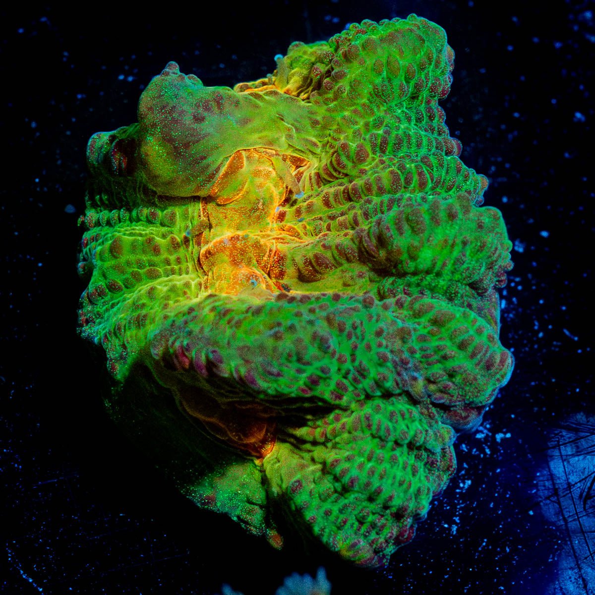 Rainbow Pectinia - riptide aquaculture llc