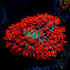Red Saint Thomas Mushroom - riptide aquaculture llc