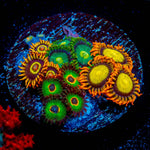 Zoanthid Combo 