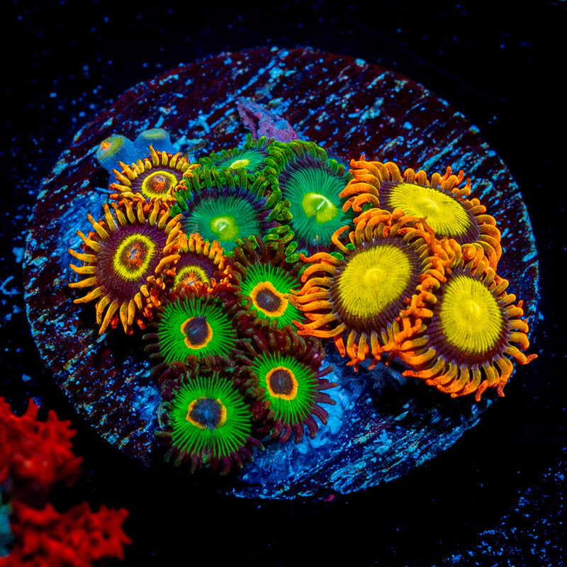 Zoanthid Combo