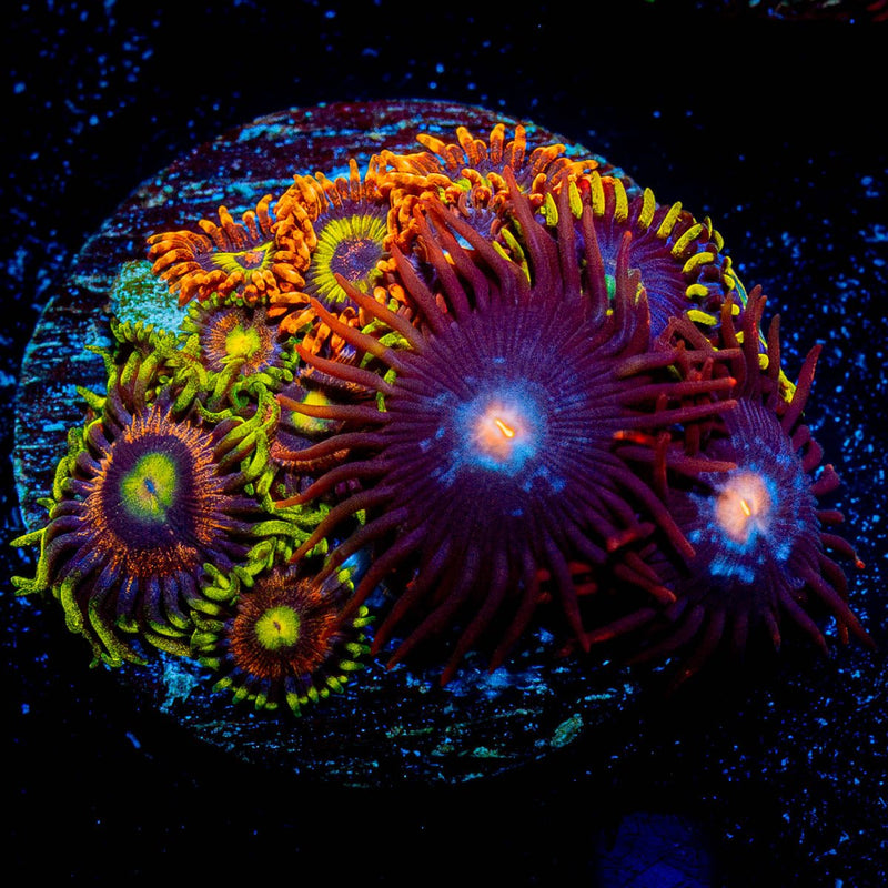 Zoanthid Combo