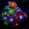 Zoanthid Combo 
