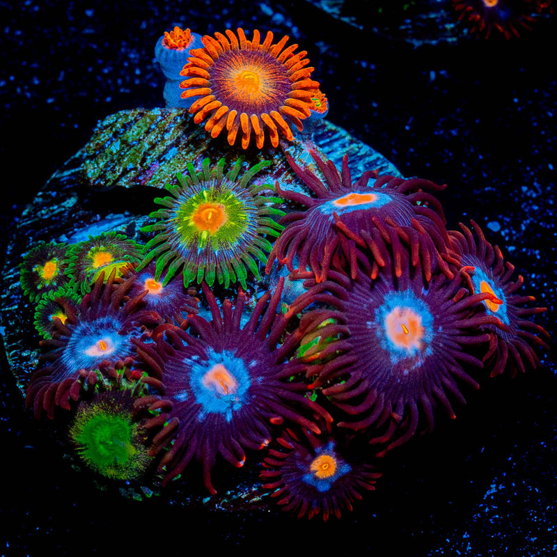 Zoanthid Combo