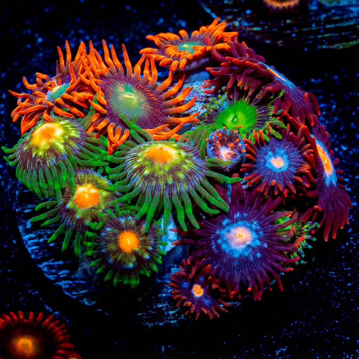 Zoanthid Combo 