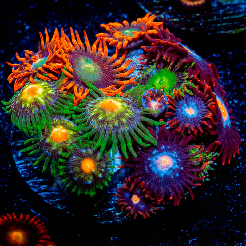 Zoanthid Combo