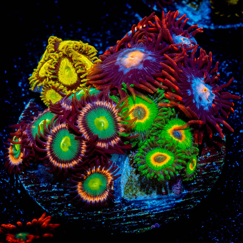 Zoanthid Combo