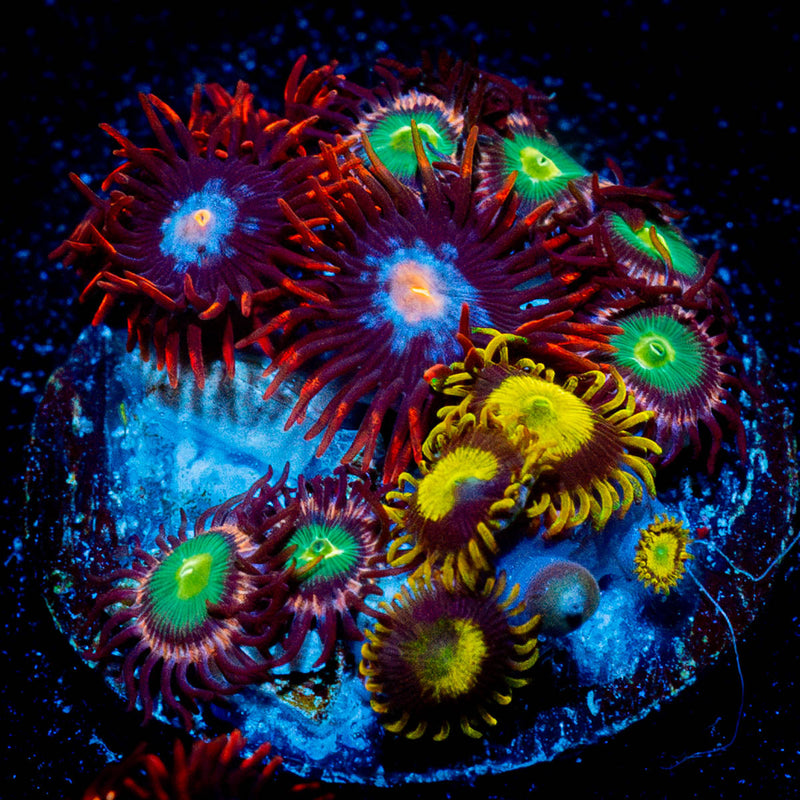 Zoanthid Combo