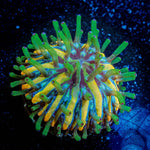 Baby Fungia - riptide aquaculture llc