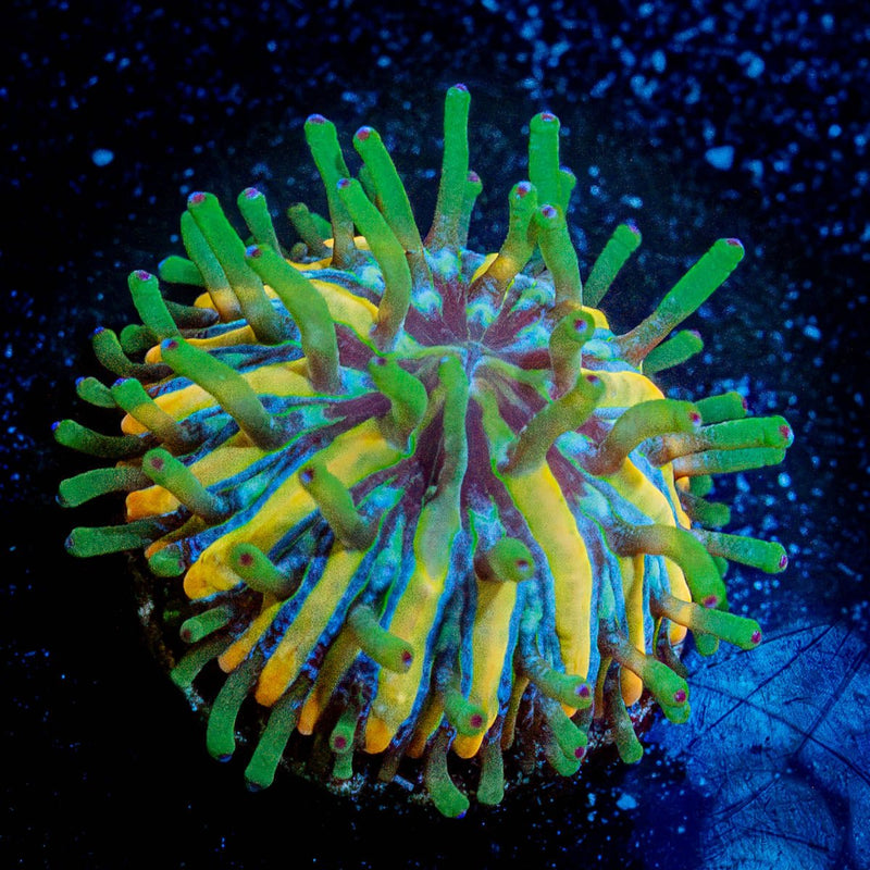 Baby Fungia