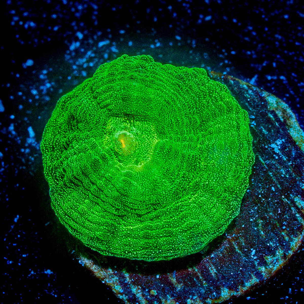 Space Invader Chalice - riptide aquaculture llc