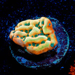 Alter Ego Montipora 
