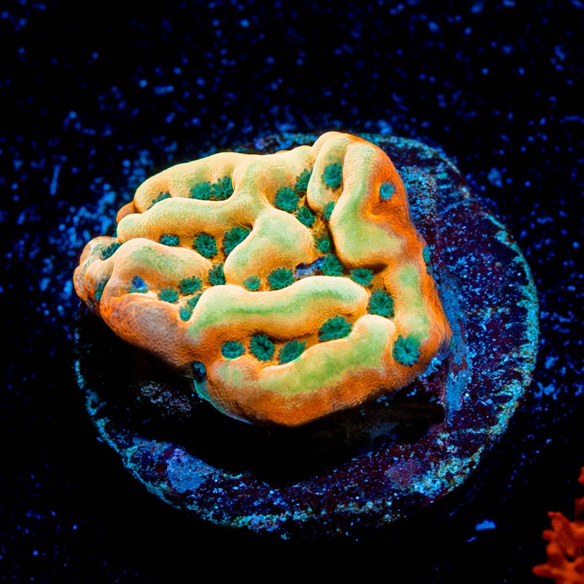Alter Ego Montipora 