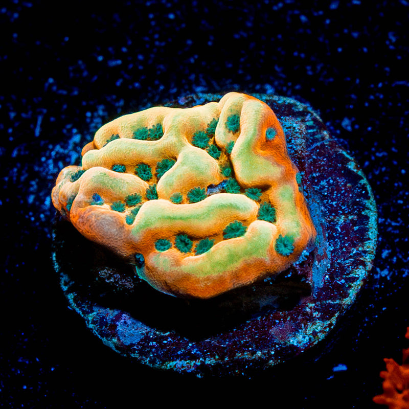 Alter Ego Montipora